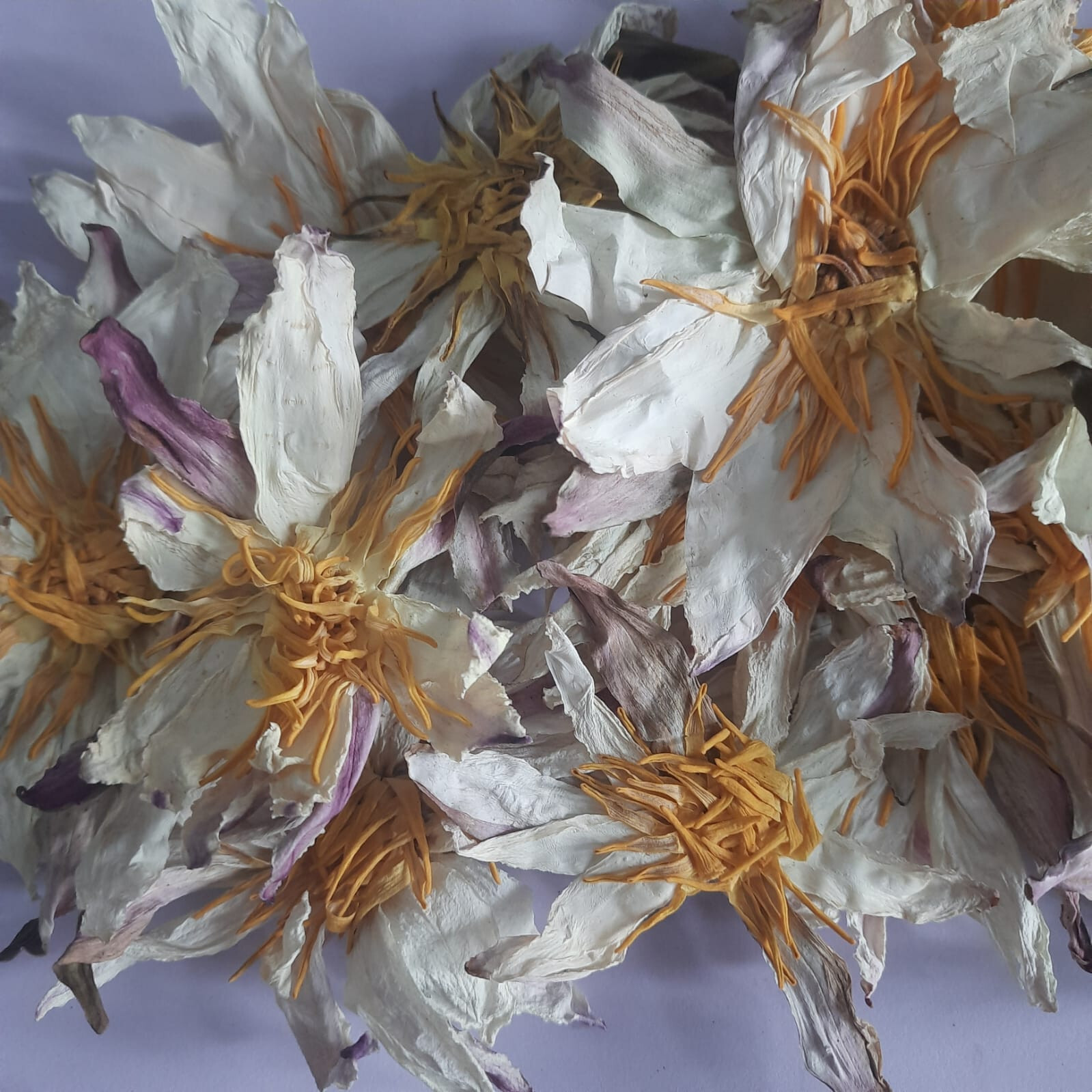 Ceylon 100% Organic White Lotus Nymphaea Ampla Hand Picked Dried Flowers Tea