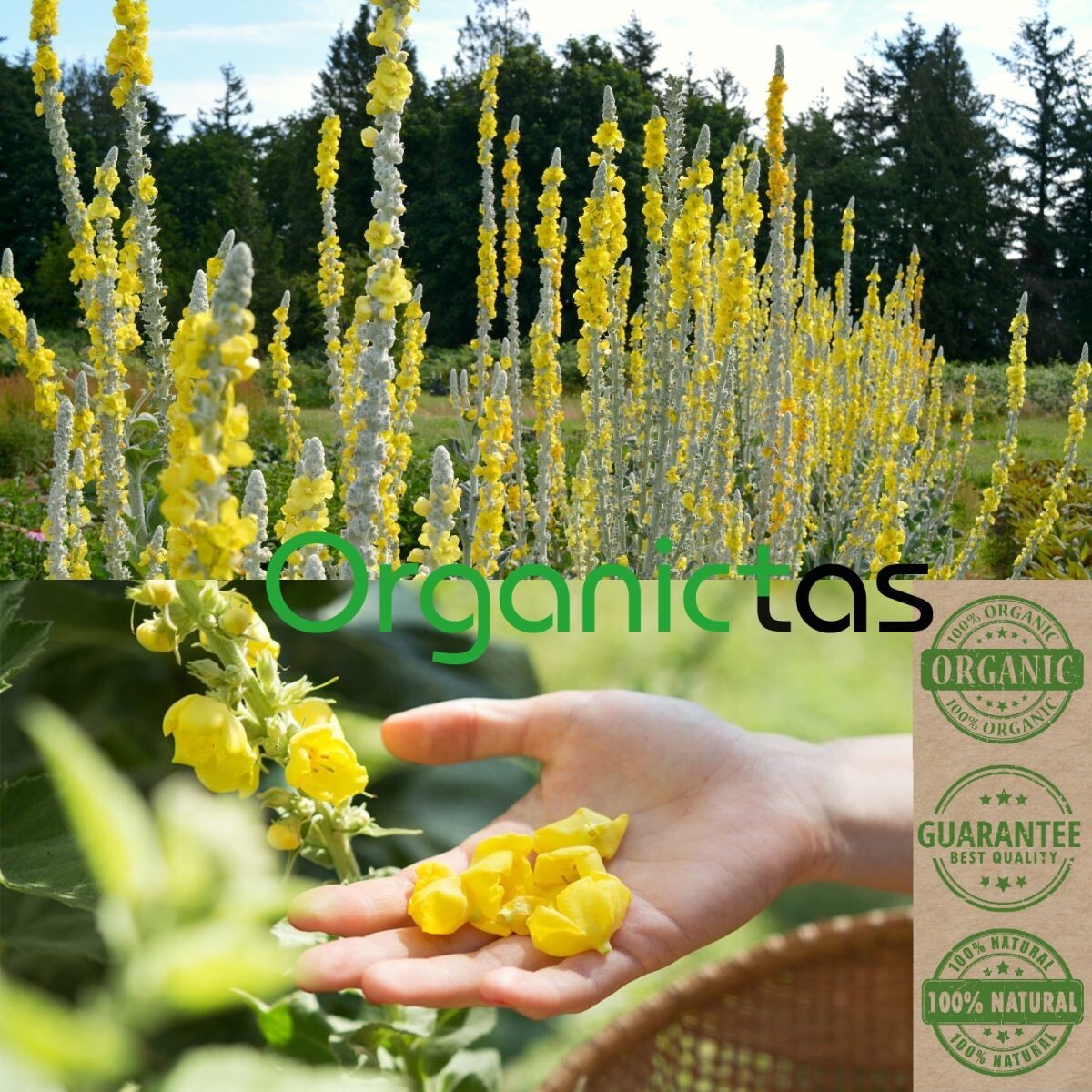 Organic Mullein Leaves Tea Mullein Herb with Health Benefits 200g / 7.10 oz