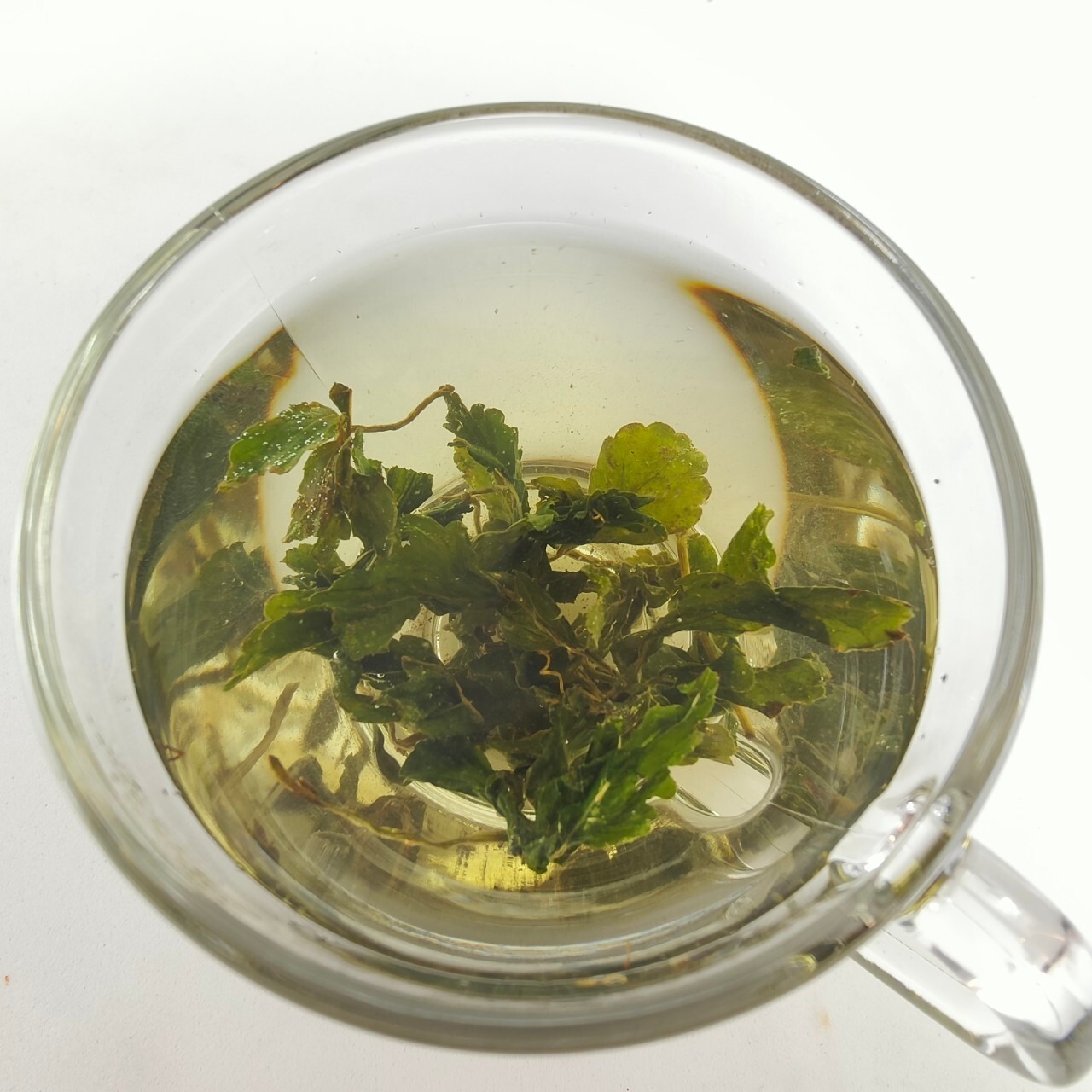 75 Teabags Natural Gynostemma Tea Jiaogulan Tea 100% Natural Dried Loose Leaf Te
