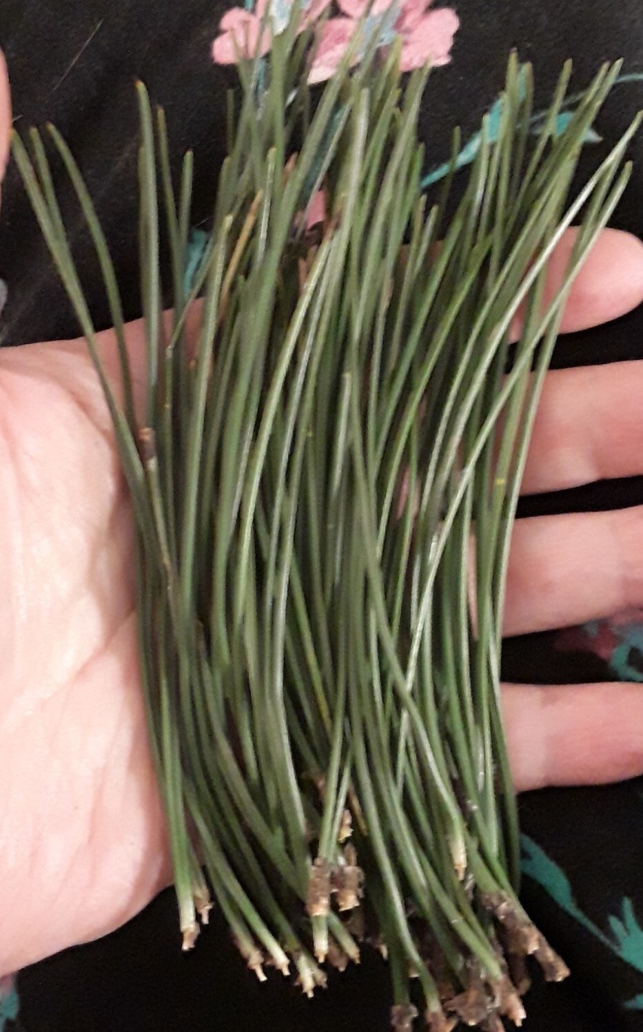 Lot: 20 Organic Eastern White Pine Needle Tea Bag & Red Pine Tea Bags Fresh Tree