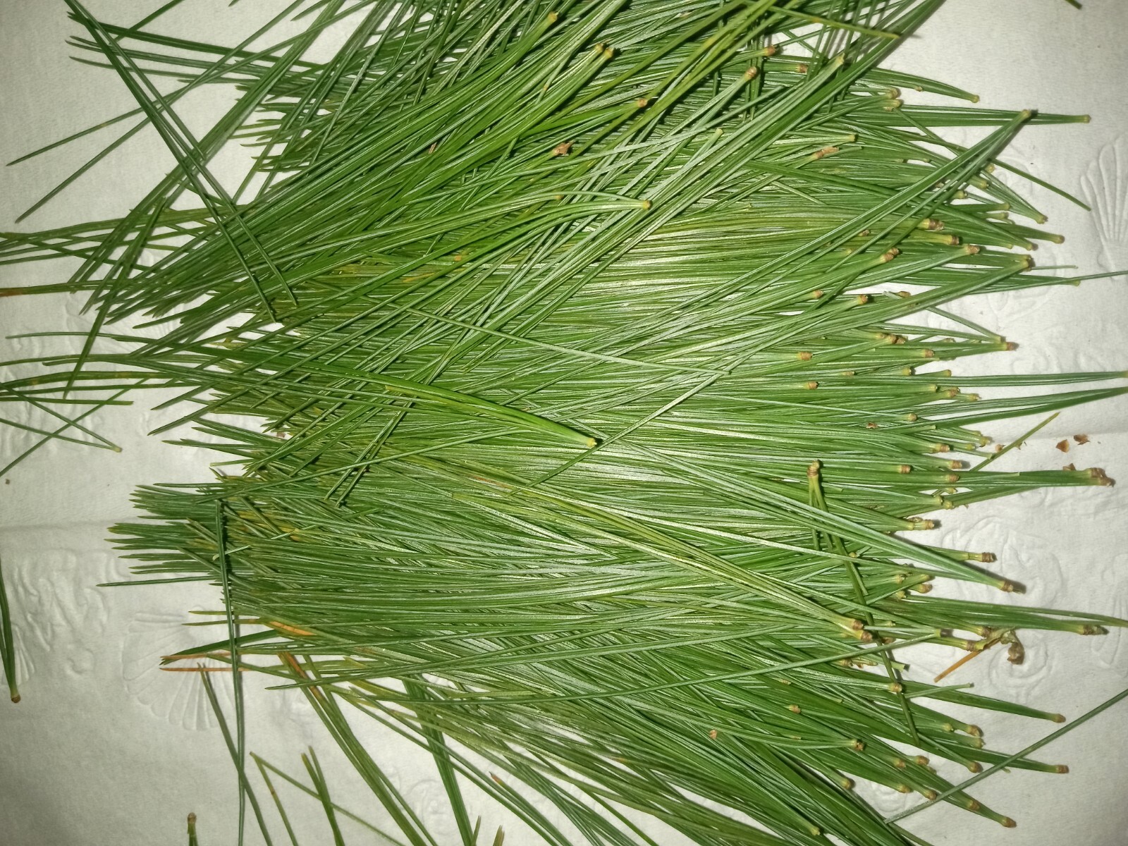 Fresh Eastern White Pine needle tea Maine Forest grown Suramin organic Health