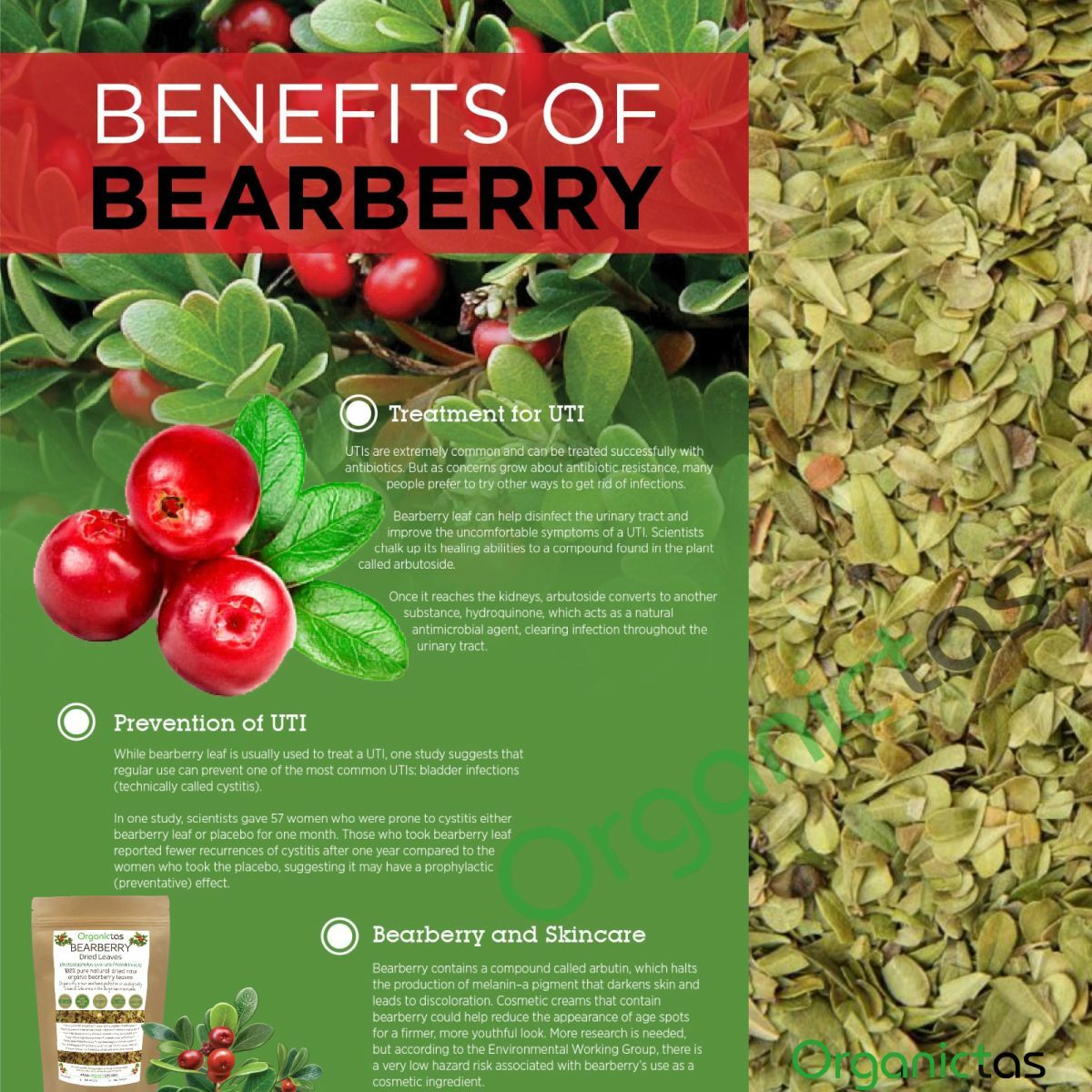 Organic BEARBERRY Tea Loose Leaf for UTI & Urinary Tract Health Premium Quality