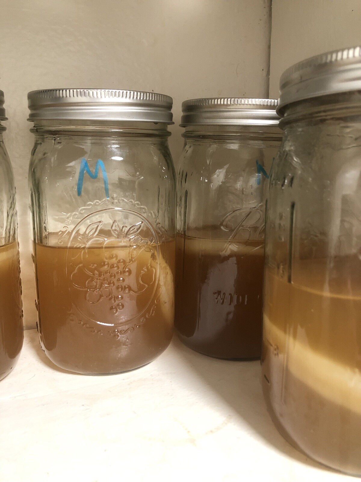 Large And Medium Kombucha Scobies