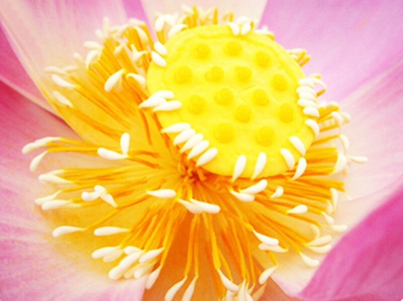 3X Lotus Stamen Tea Dried Pollen Organic Stamens Extrac Herbal 100g