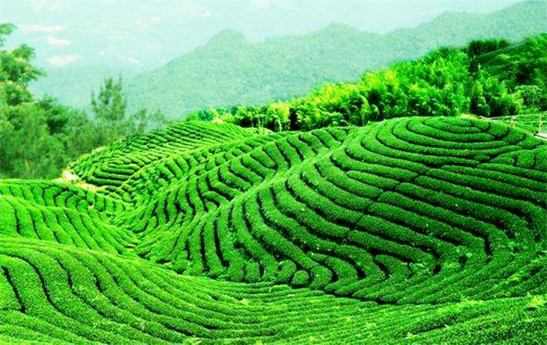 Top Grade Tea Chinese Black Oolong Tea Natural Slimming Tea Black Tieguanyin 50g