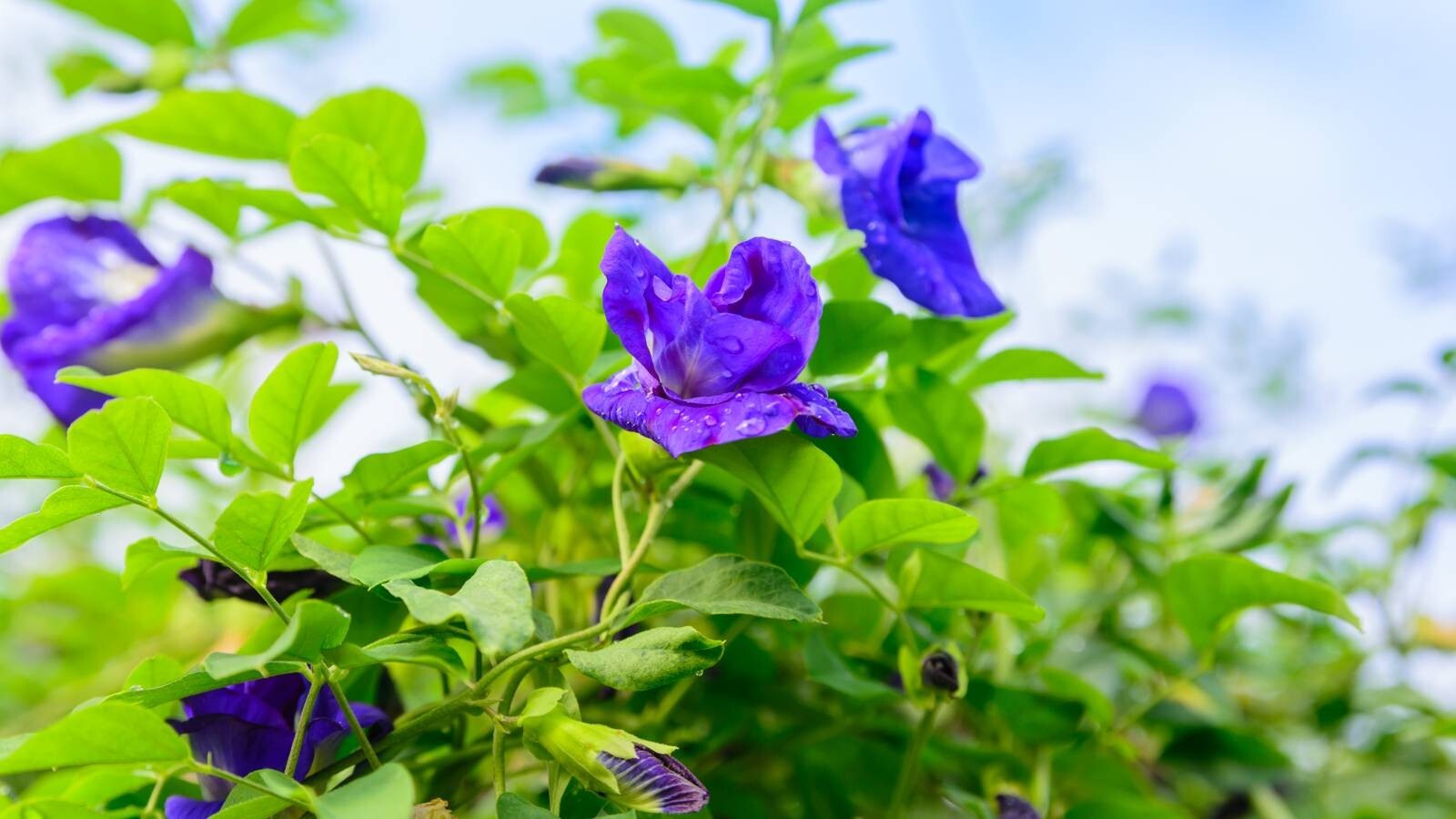 Dry , Butterfly-Pea organic pure Natural Herbal line Drink nil Katarolu,Clitoria