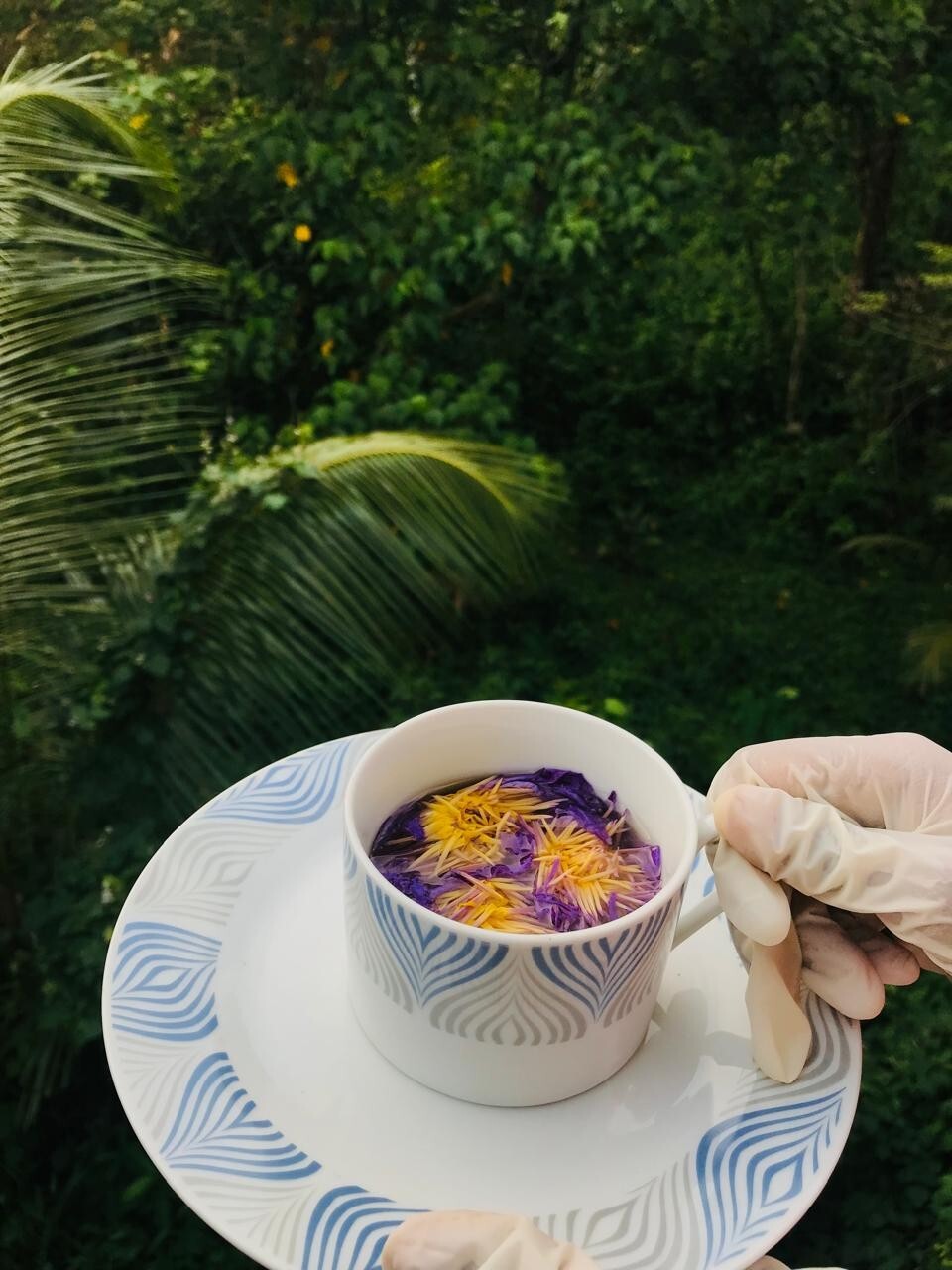 Ceylon Herbal Nymphaea Caerulea Hand Pick Dried Blue Lotus Flowers Organic Tea