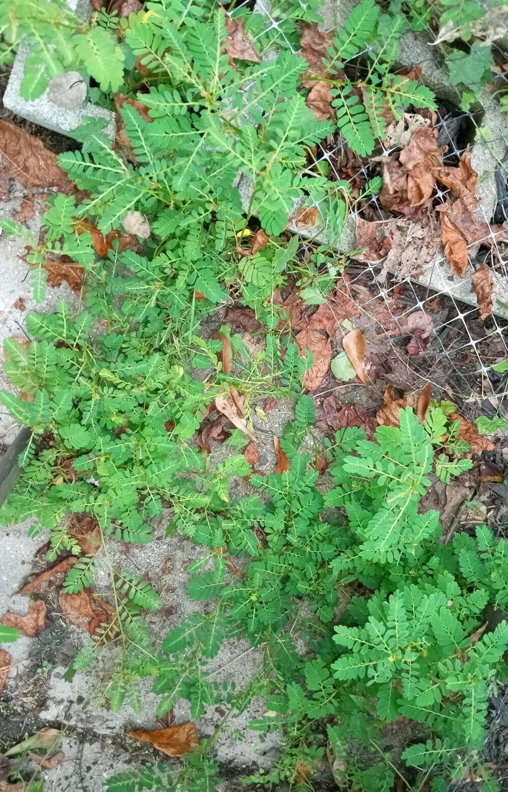 1 Cup Air Dried Stone breaker/Chamber Bitter/Chanca Piedra Herbal Tea.US grown.