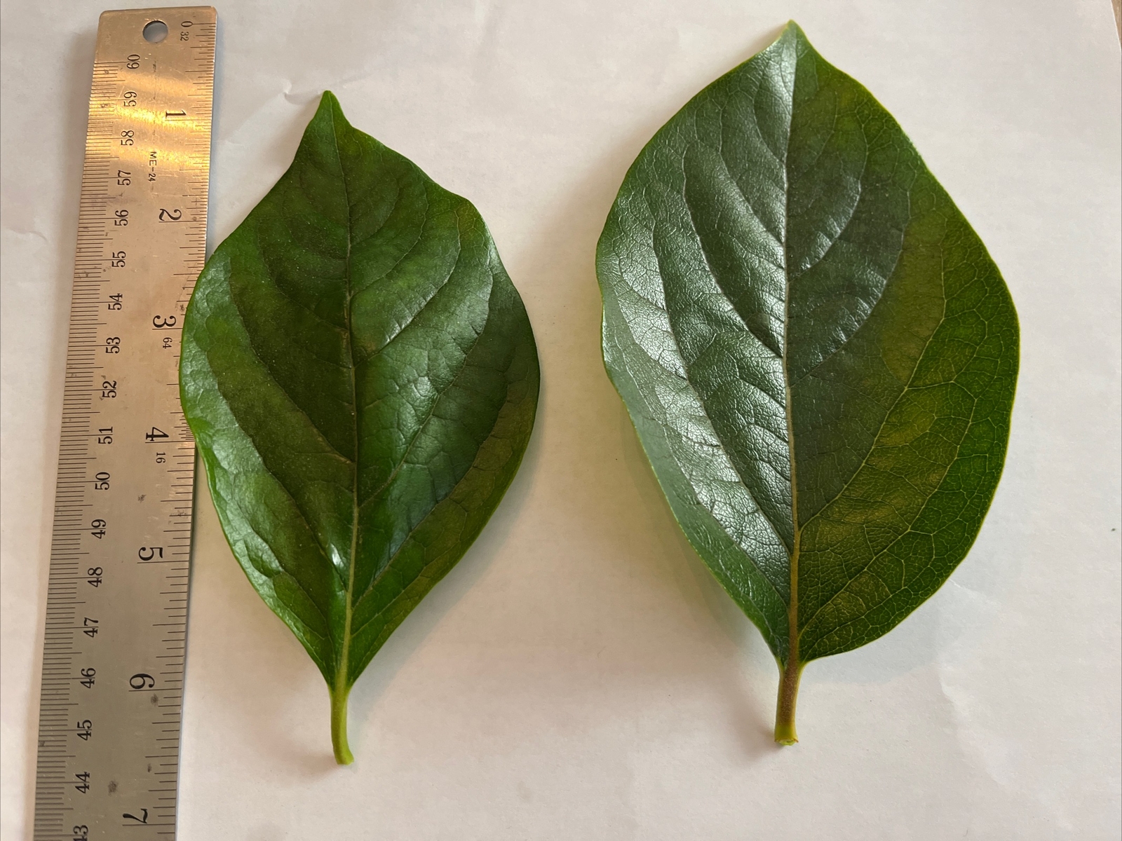 Lower Blood sugar naturally 20 fresh Organic Persimmon leaves for tea. Large