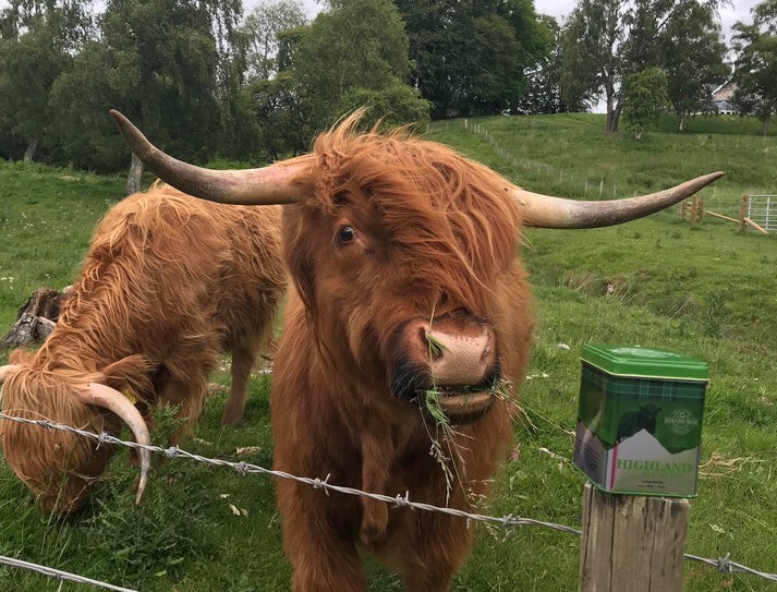 Edinburgh Tea Coffee Company LTD Scottish Highland Cow Loose Leaf Tea
