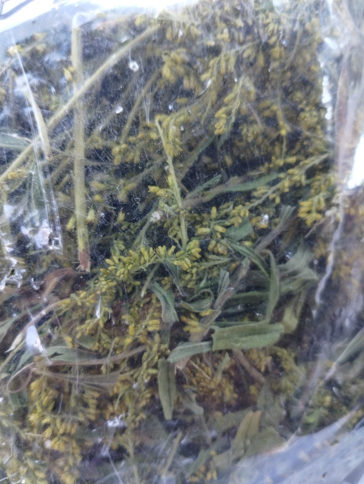 Goldenrod Flower Tea – BULK – 1/4 lb (4 oz)/0.114 kg (114 g)