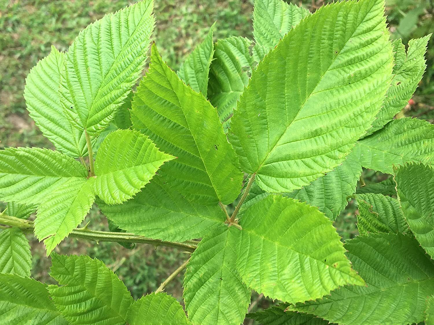 Blackberry Leaf TEA Organic Herbal Loose Dry LEAF 100% Natural NO GMO Homemade