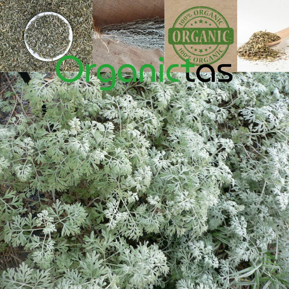 Artemisia Absinthium Organic Wormwood Tea – Best Premium Quality Health Benefits