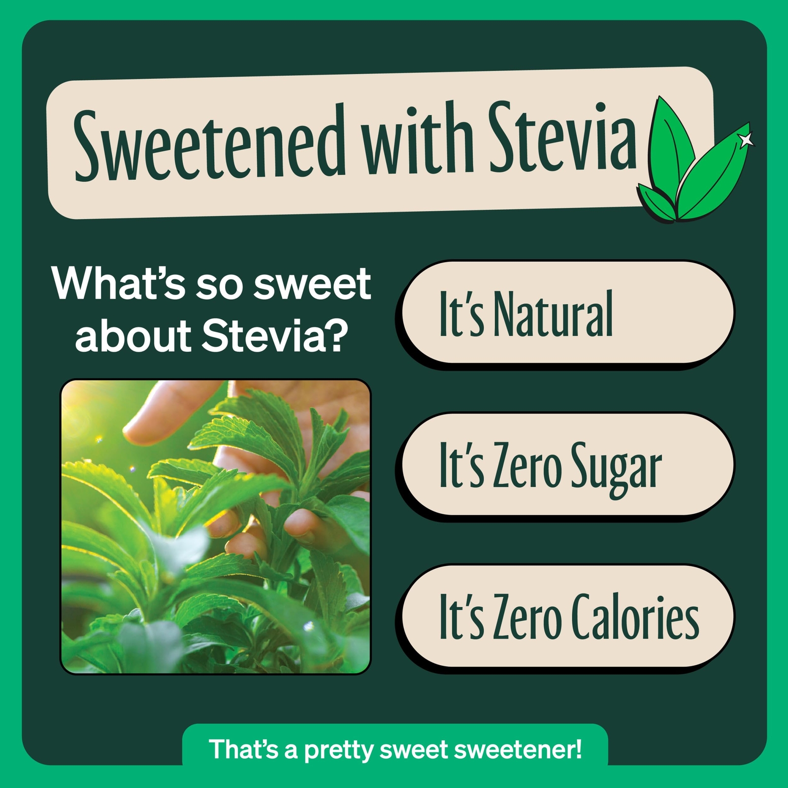 Organic Sugar Free Iced Tea, Caffeine Free Hibiscus Tea Passionfruit, 12 Ounc…