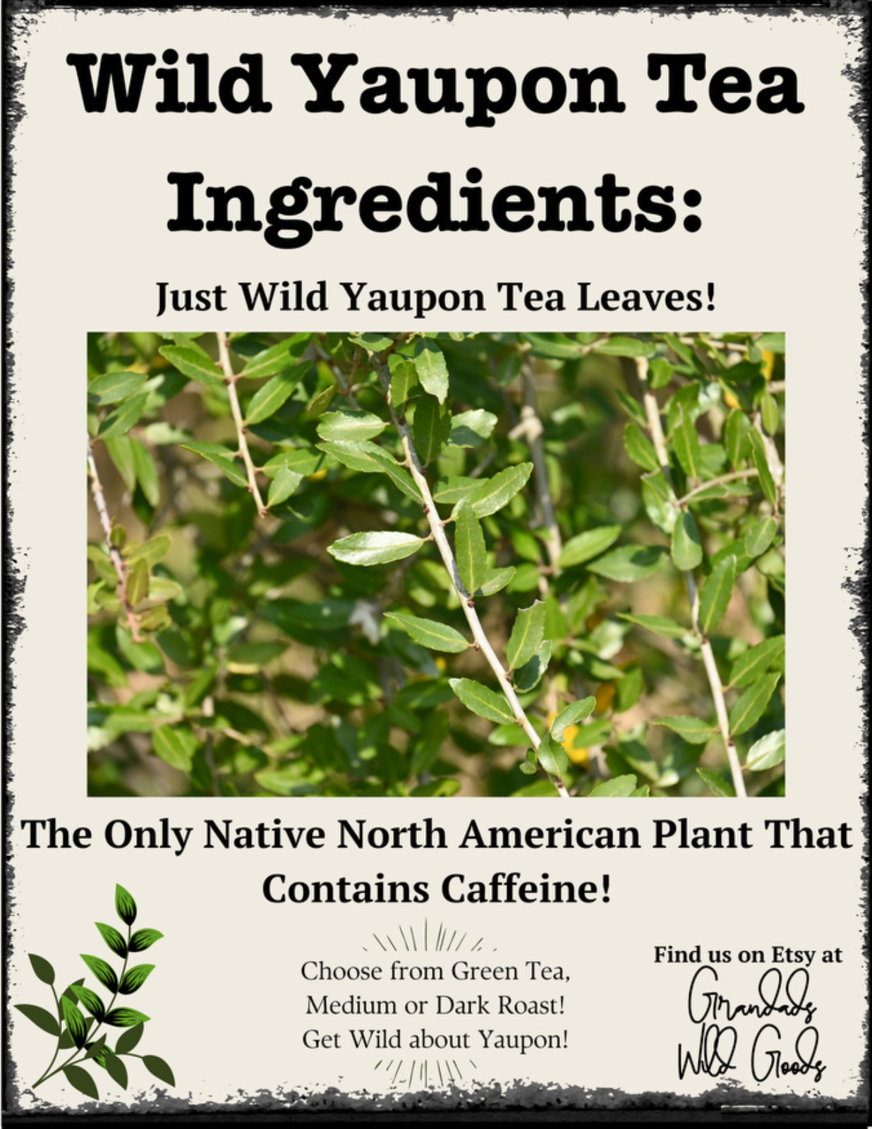 Wild Yaupon Tea, Hand-Picked, Choose Green, Medium, or Dark Roast, 1 oz.