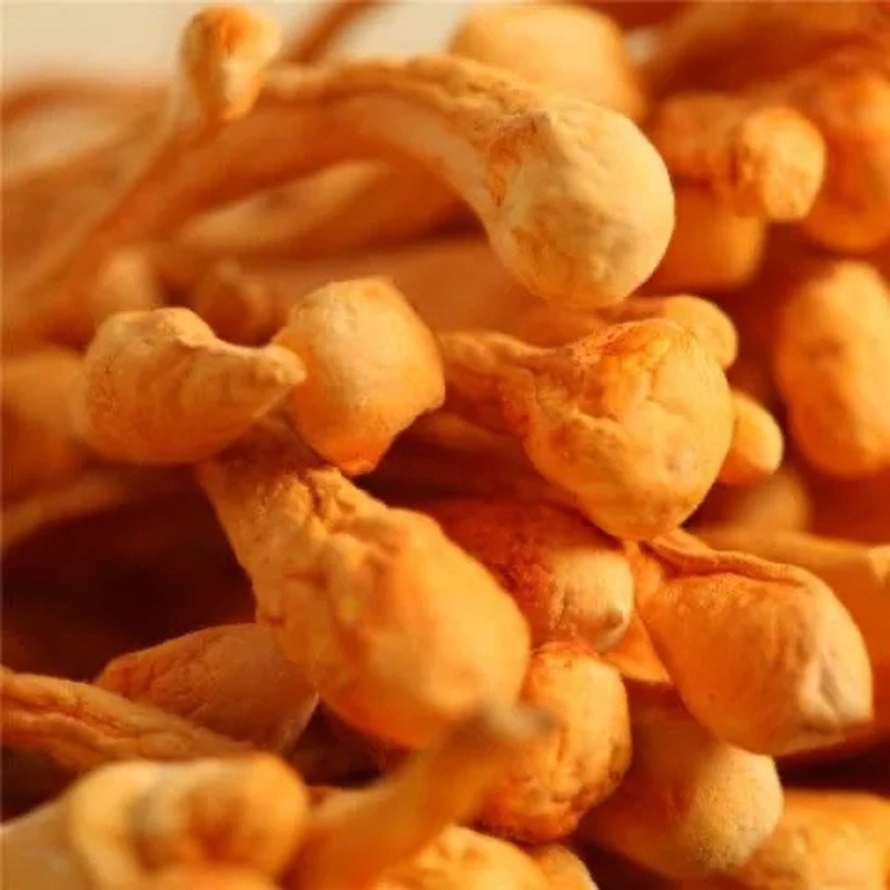 250g/8.8oz Sinensis Dried Mushroom Tradition Organic Cordyceps