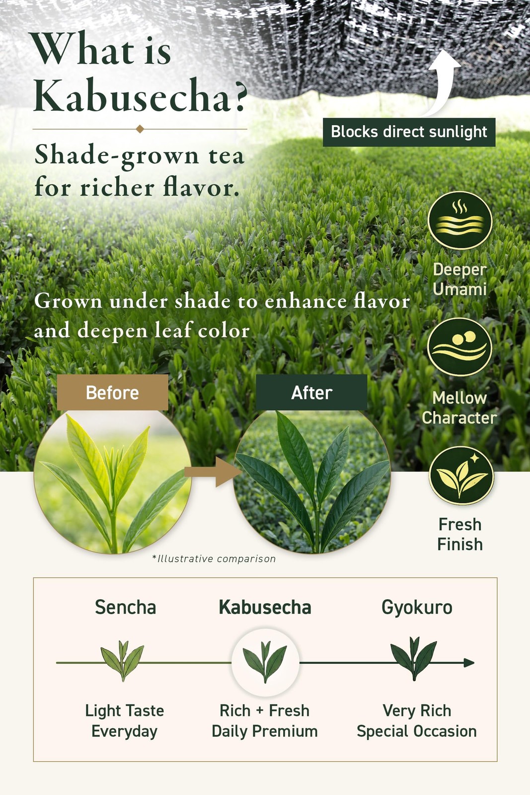 KYOTO Uji Kabusecha Green Tea UJIYAMA, 0.17 lb Premium Japanese Loose Leaf Te…