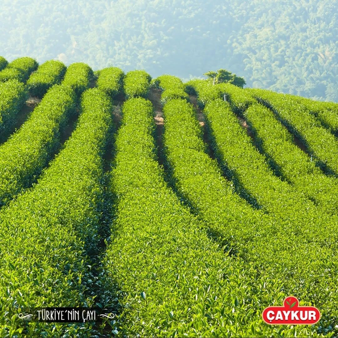 Rize Turist Black Tea, Authentic Turkish Loose Leaf Tea, Rich Aroma & Smooth Tas