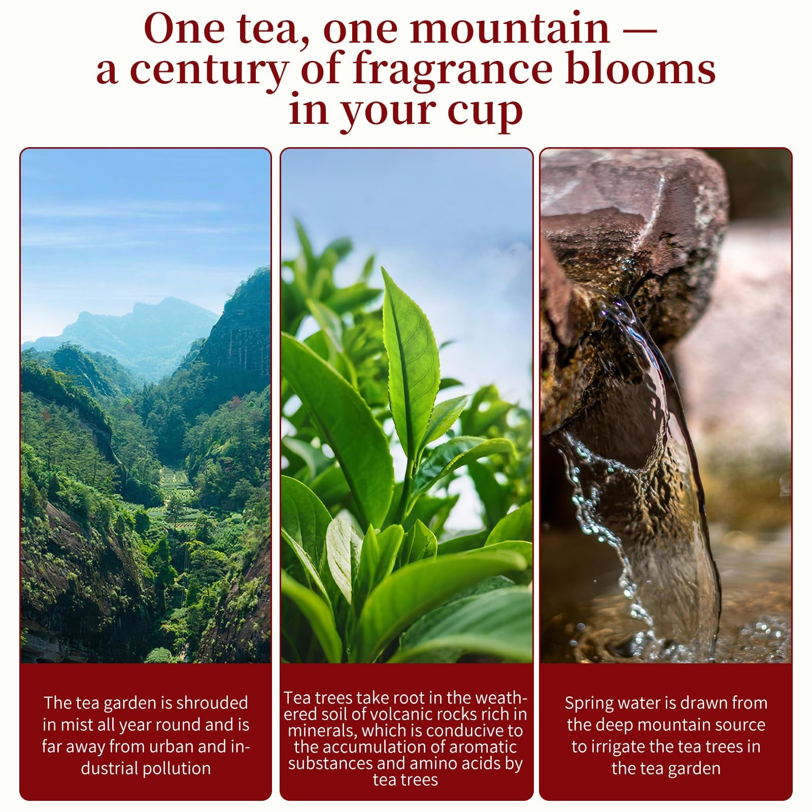 XIXICHA Phoenix Dancong Oolong Tea 120g/4.23oz Honey Orchid Mi Lan Xiang Phoe…