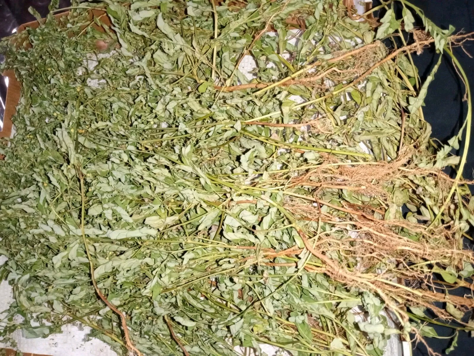 1 Cup Air Dried Stone breaker/Chamber Bitter/Chanca Piedra Herbal Tea.US grown.