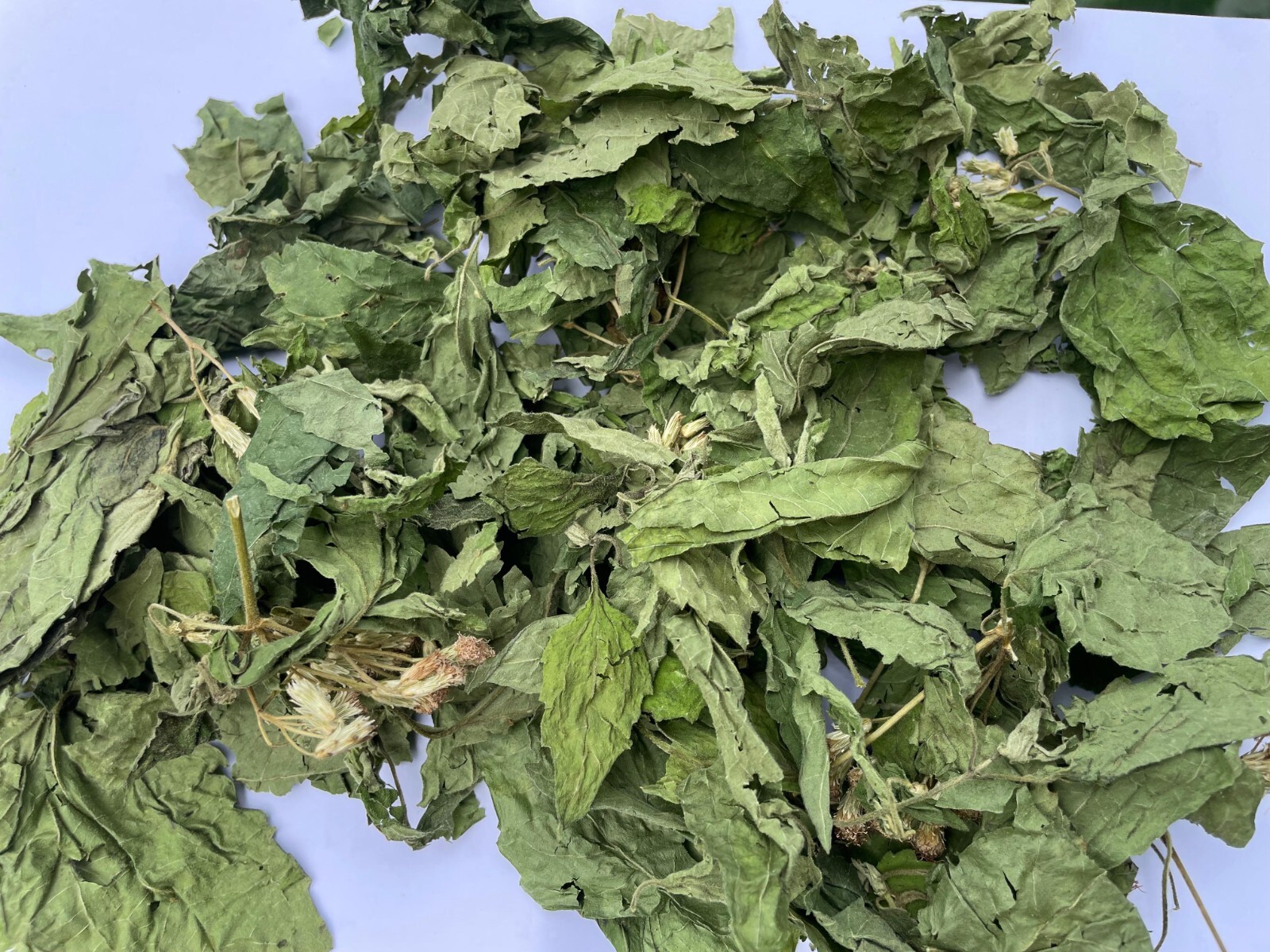 Calea Zacatechichi Mexican Dream Herb Lucid Dream Pure Dried Leaves Herbal Tea
