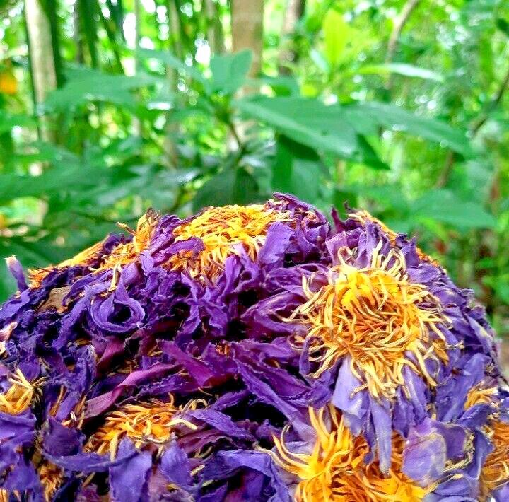 180g Dried Blue Lotus Flower Nymphaea Caerulea Natural Hand Picked Flower Herbal