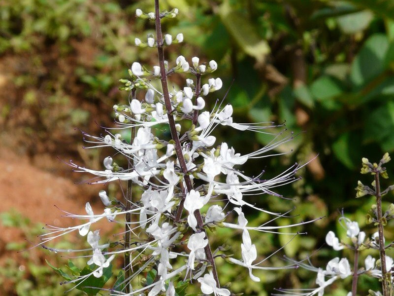 6X Java Tea Cat’s Whiskers Thai Herbal Organic Natural Orthosiphon Grandiflorus