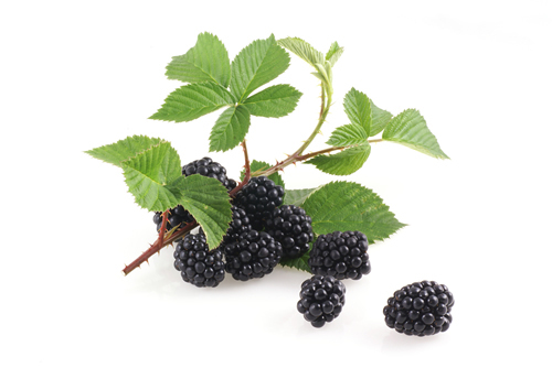 Blackberry Leaf – Dried Loose Leaf C/S Herbal Tea, Wild Crafted