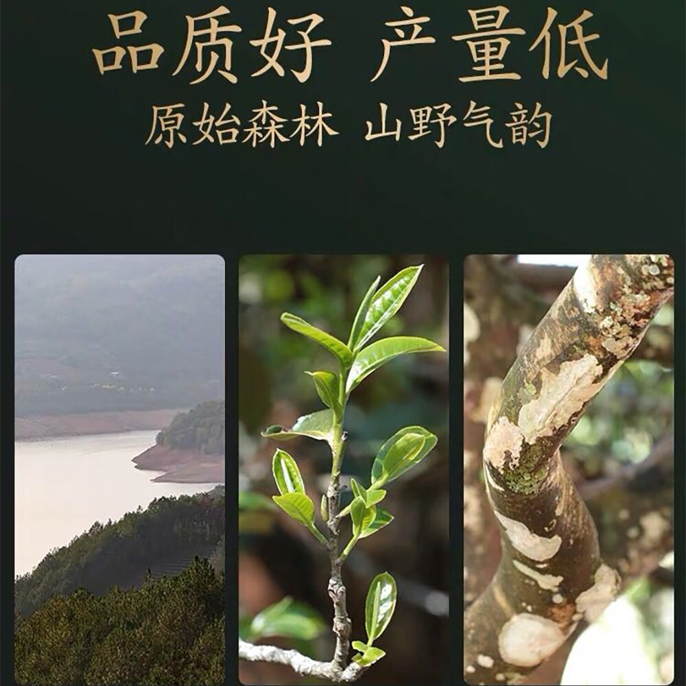Pu-erh 普洱,2022,盛嘉源 SHENG JIA YUAN, 綠水塘 green pond ,357g,Raw