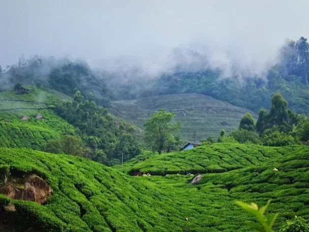 Darjeeling Second Flush Tea 2026 Fresh GLENBURN TGFOP Loose Leaf Blend Black Tea