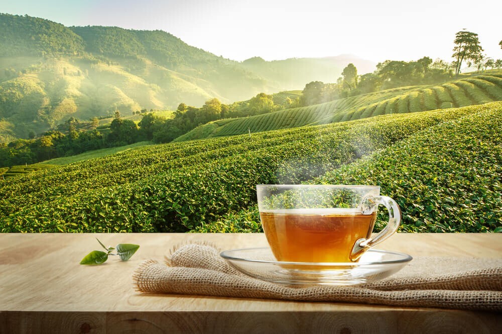 Stassen Organic Pure Ceylon Black Tea 500g Natural Herbal Drink Premium Quality