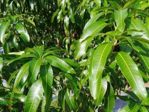 ORGANIC Dried Mango Leaves Ceylon 50 leaf For Tea Weight loss & Vitamin C, B, A
