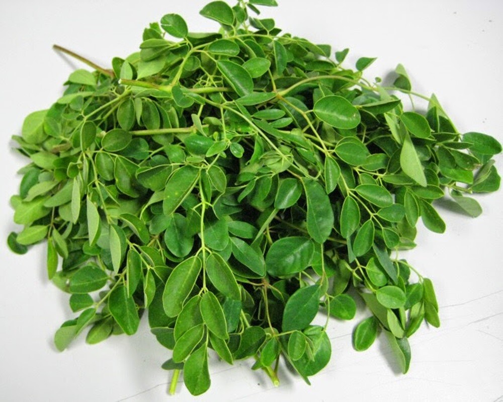 10 Pcs 150 Tea Bag Moringa Oleifera Lamk Thai Herbal Tea For Health Eye For Bone