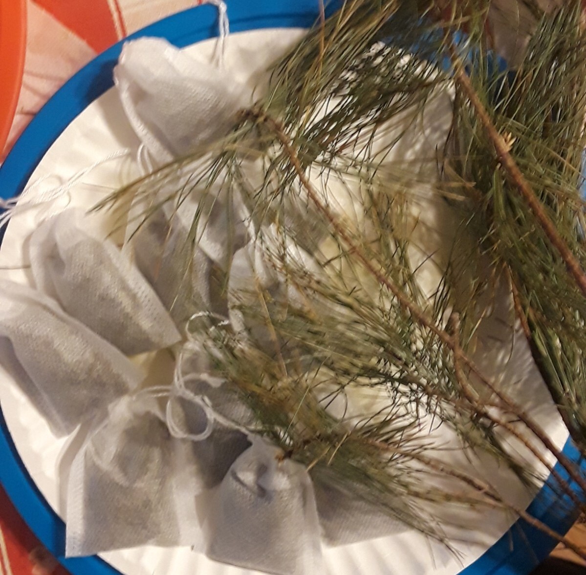 10 Pc LOT:BUY 3 GET 1 FREE Organic EASTERN WHITE Pine Needle Tea Bags Fresh Tree