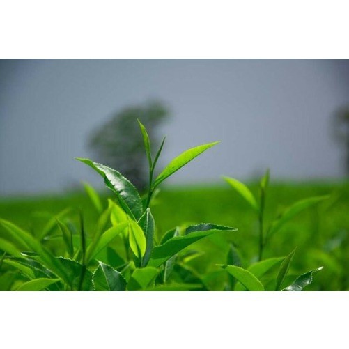 cha Pu-erh Tea Cake Green Tea 357g Yunnan Menghai Puer Tea Chinese Sheng Tea Cha