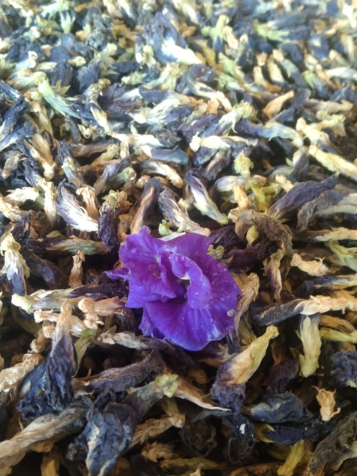Butterfly Pea Flower Dried Blue Tea Nil Katarolu Pure Organic Natural Herbal 50g