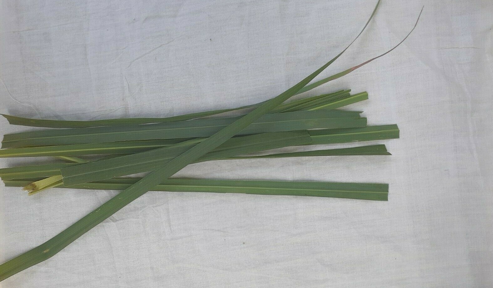 Ceylon Natural Dried Lemongrass Leaves for Herbal Tea Cetronella Cymbogon 100g