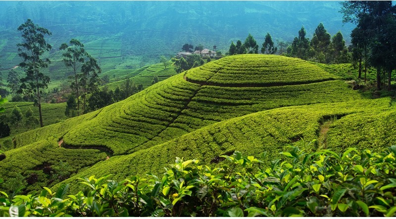 Zesta art of tea RED unique blend of premium pure Ceylon 390g