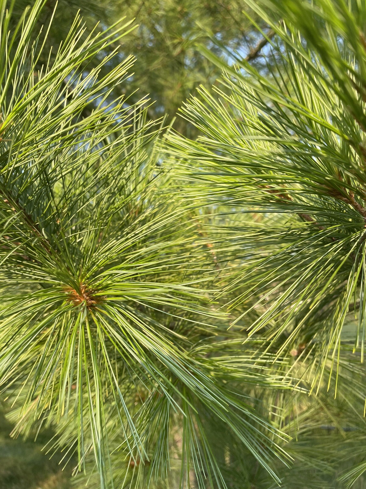 Fresh Cut Eastern White Pine Needles 5 oz. Organic Suramin