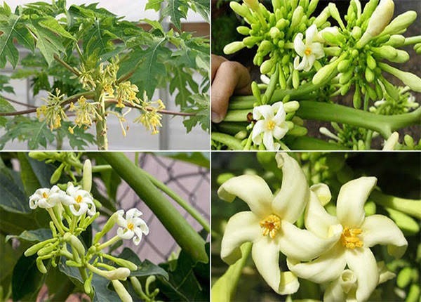 8 Fresh Organic Papaya Leaves hand-picked