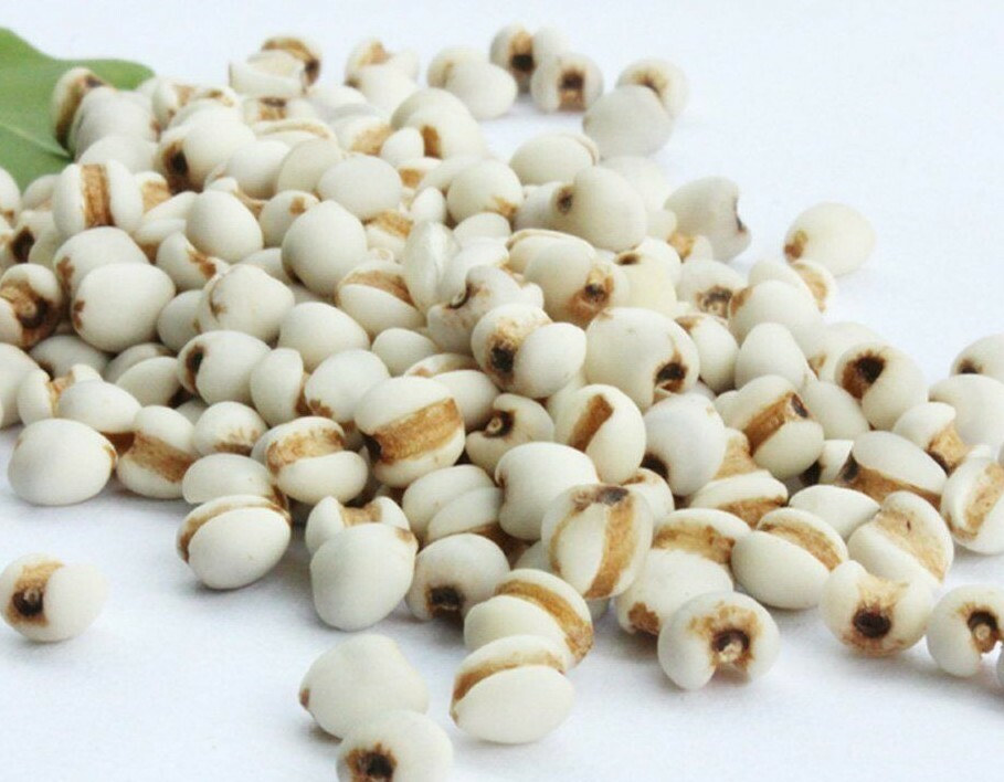 Adlay Millet /Job’s Tears / Coixseed 薏米 薏仁 12 oz to 10 LB – Free Shipping USA！