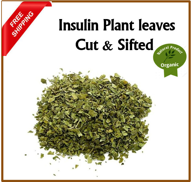 Insulin Plant Leaves Cut & Sifted Organic Diabetic Ayurveda Herbal Tea New