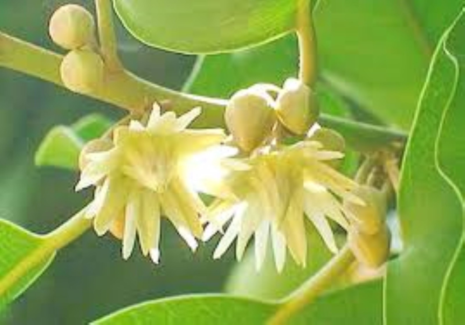 Premium Dried Mimusops elengi Flowers – Oral Care, Aromatherapy, 100% Natural
