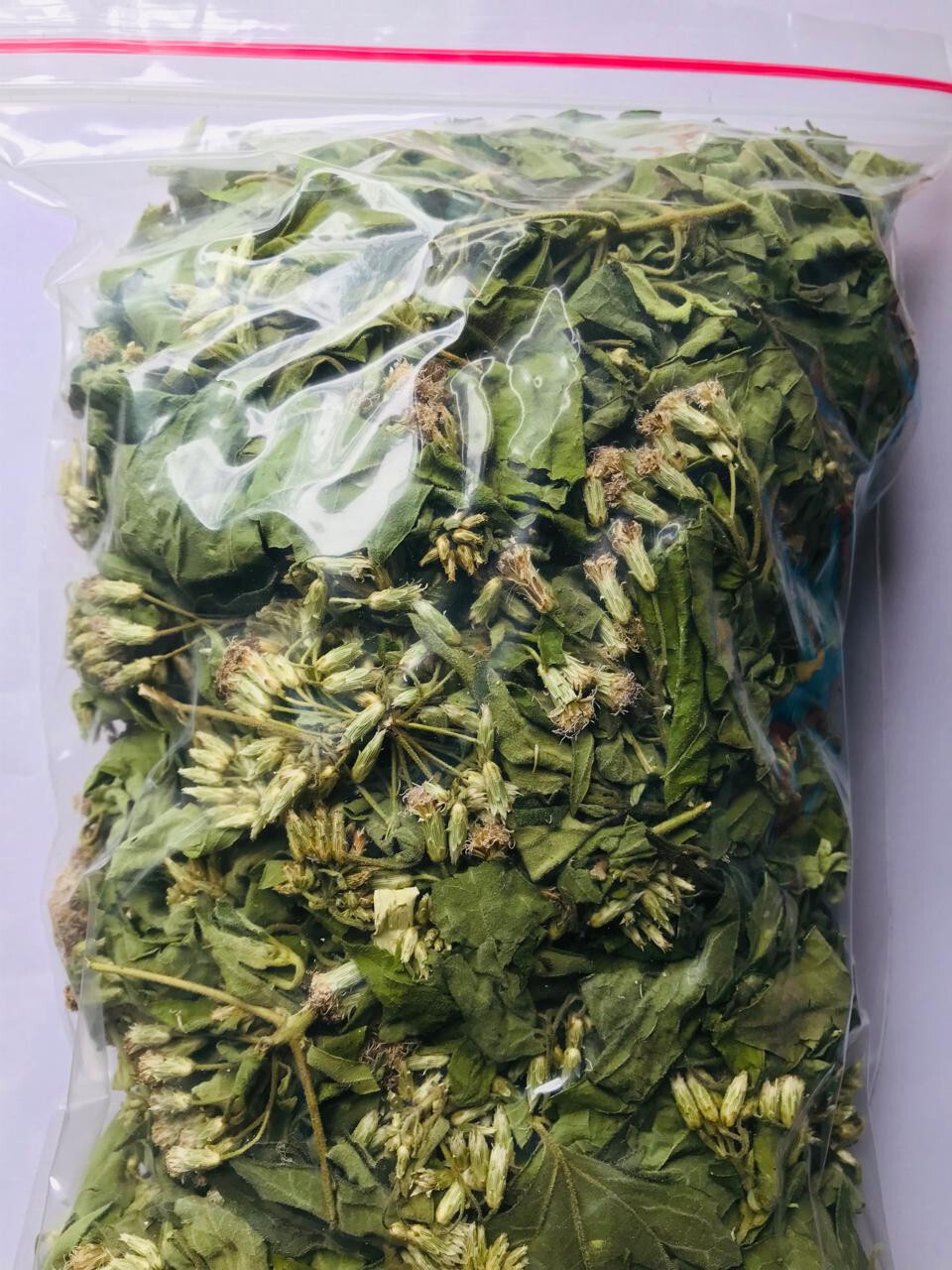 Dried Mexican Dream Herb Calea Zacatechichi Organic Herbal Ceylon Tea