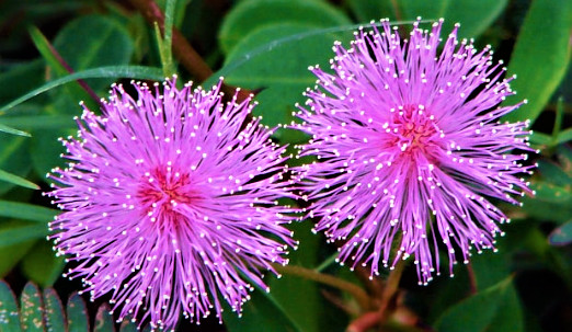 Nimosa pudica, Sensitive plant, Dried leaves, Oganic herble Healthy tea 100g