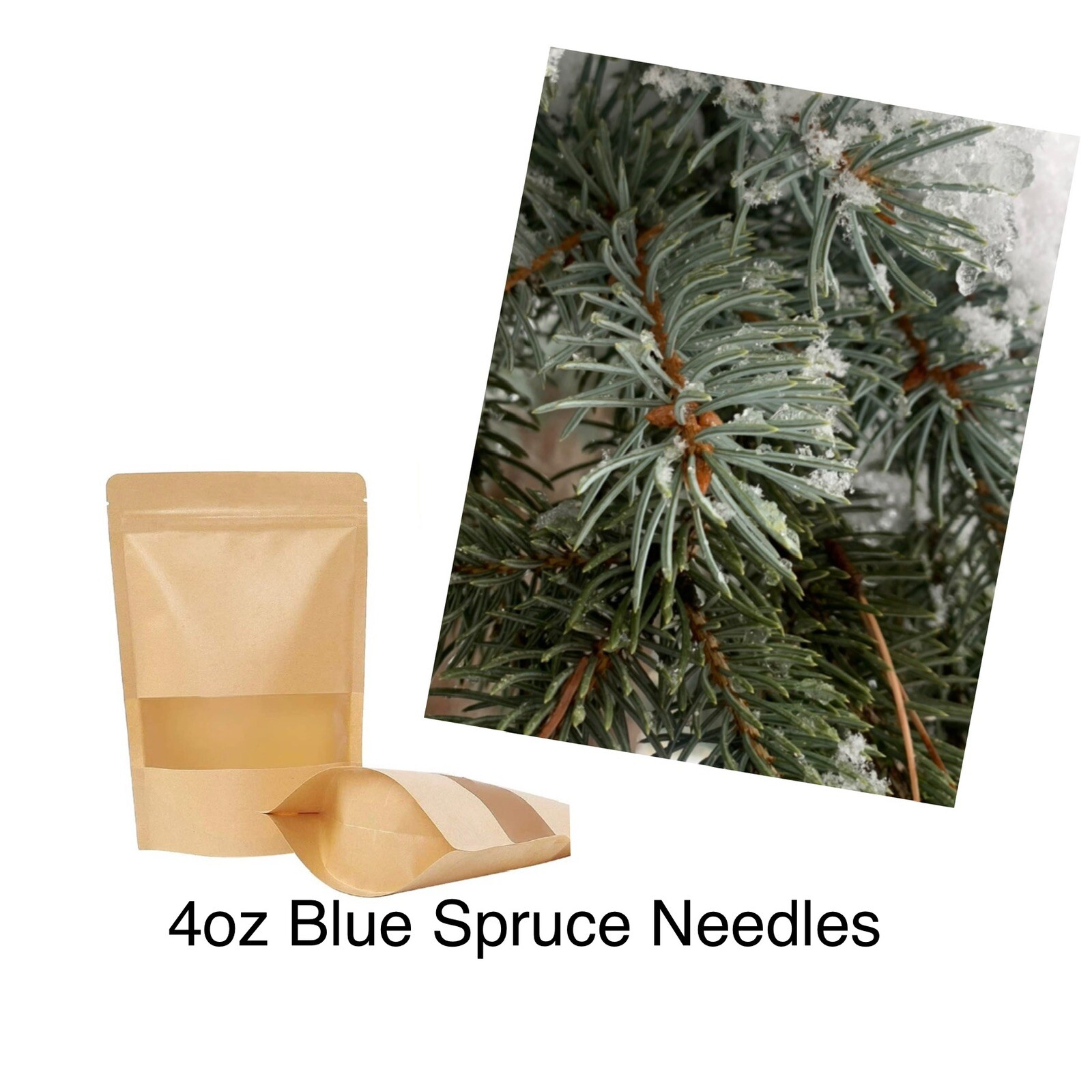 Pine Needle Tea BLUE SPRUCE 4oz Healing Tea