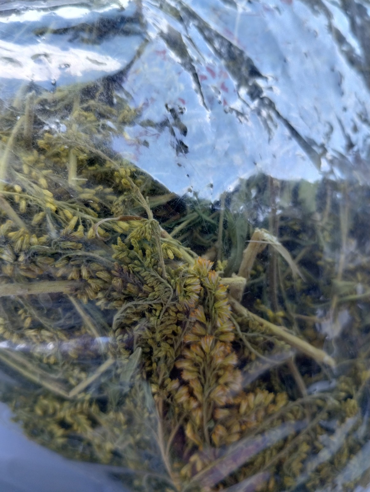 Goldenrod Flower Tea – BULK – 1/4 lb (4 oz)/0.114 kg (114 g)
