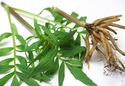 Valerian Root – Valeriana wallichii Dried Loose Root C/S from Nature Tea