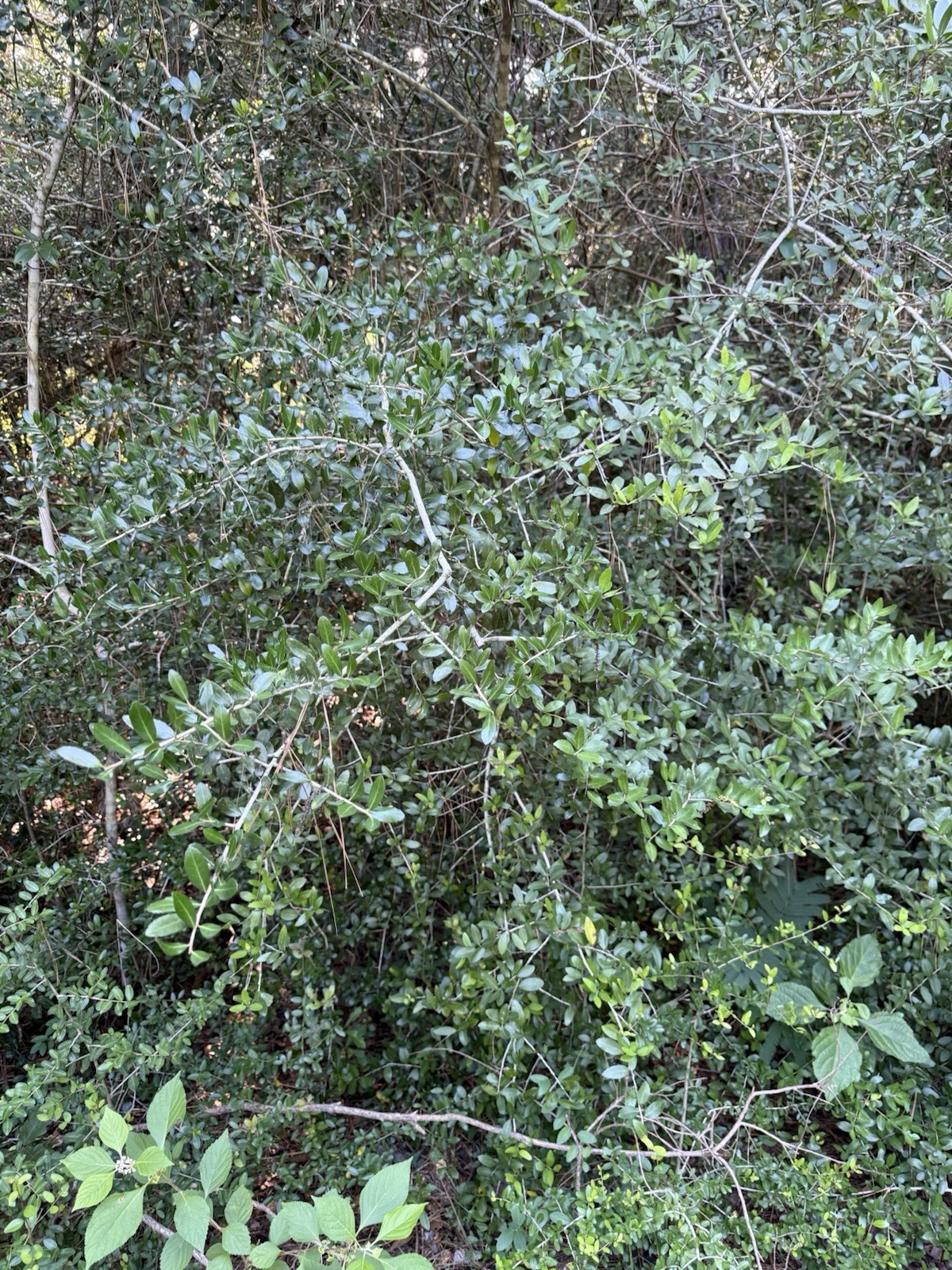 Wild-Foraged Yaupon Holly Leaves 4oz 100% Natural & Clean Dehydrated Caffeine
