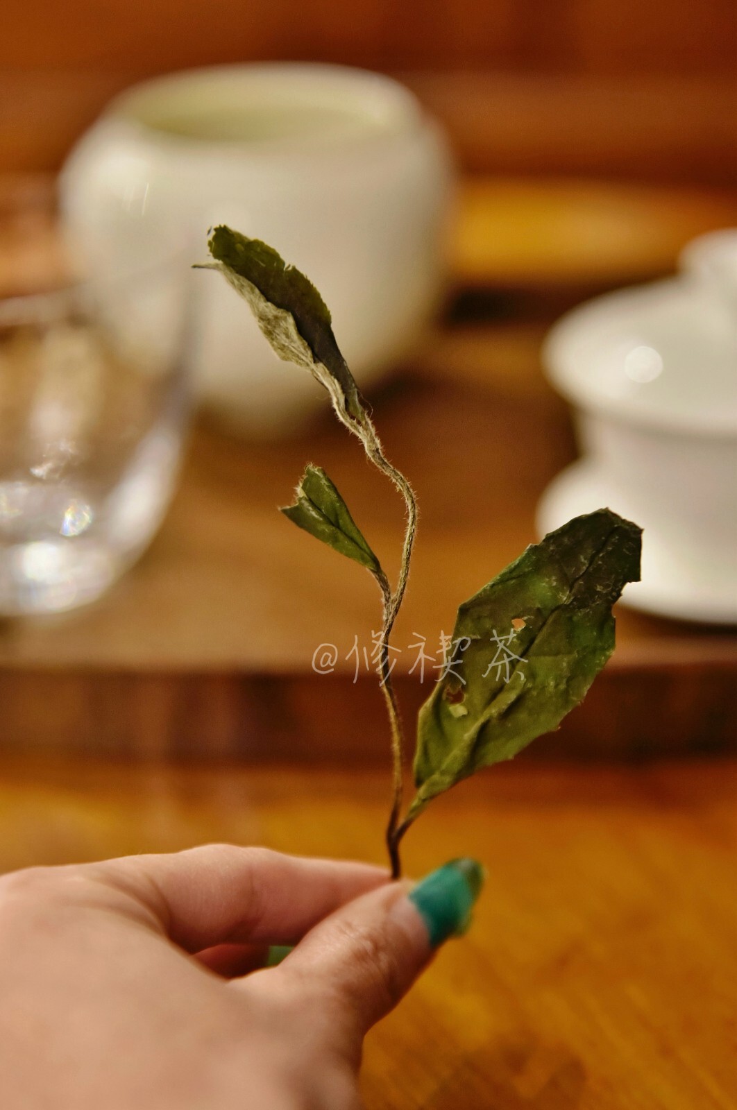 Fuding White Tea, 2023 First Spring Wild Shou Mei, 125g Bagged Chinese White Tea